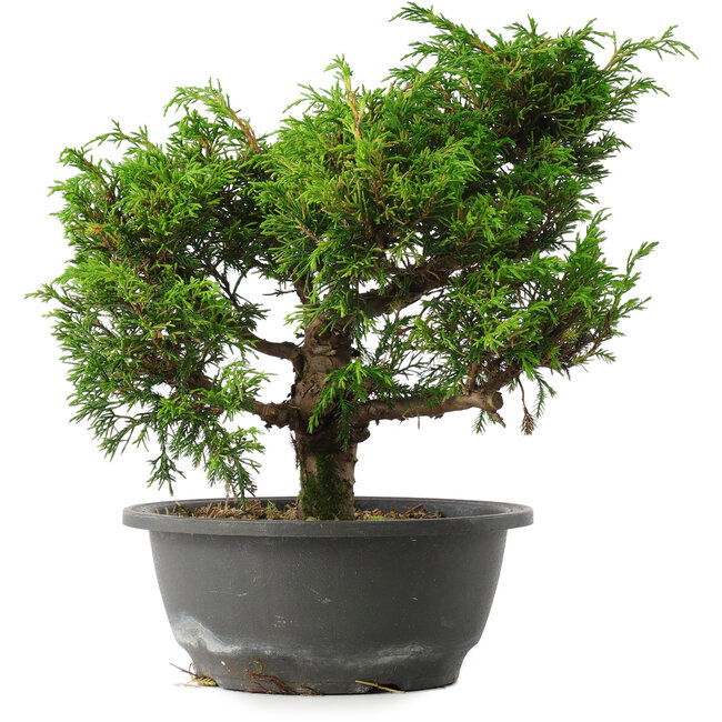 Juniperus chinensis Itoigawa, 25,5 cm, ± 15 años