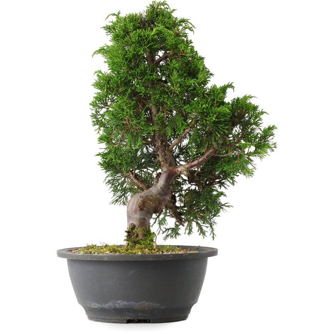 Juniperus chinensis Itoigawa, 31,5 cm, ± 15 anni