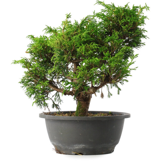 Juniperus chinensis Itoigawa, 25,5 cm, ± 15 jaar oud