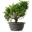 Juniperus chinensis Itoigawa, 25,5 cm, ± 15 jaar oud