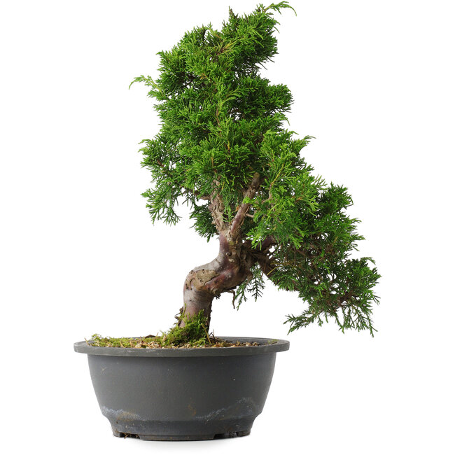Juniperus chinensis Itoigawa, 31,5 cm, ± 15 años