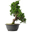 Juniperus chinensis Itoigawa, 31,5 cm, ± 15 jaar oud