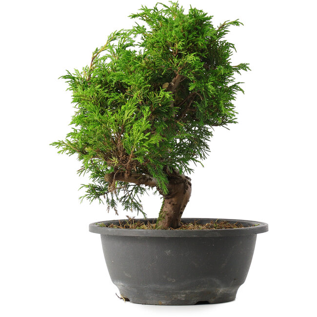 Juniperus chinensis Itoigawa, 25,5 cm, ± 15 anni