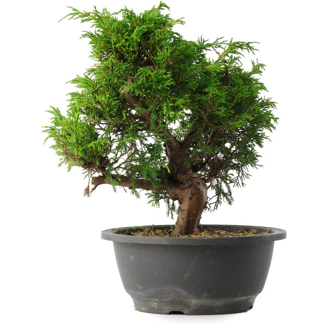 Juniperus chinensis Itoigawa, 25,5 cm, ± 15 years old