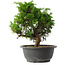 Juniperus chinensis Itoigawa, 25,5 cm, ± 15 jaar oud