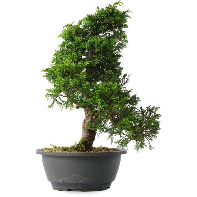 Juniperus chinensis Itoigawa, 31,5 cm, ± 15 anni