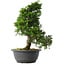 Juniperus chinensis Itoigawa, 31,5 cm, ± 15 anni