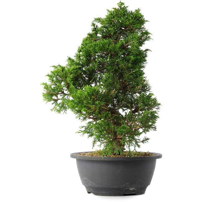 Juniperus chinensis Itoigawa, 31,5 cm, ± 15 años