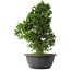 Juniperus chinensis Itoigawa, 31,5 cm, ± 15 anni