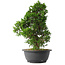 Juniperus chinensis Itoigawa, 31,5 cm, ± 15 jaar oud