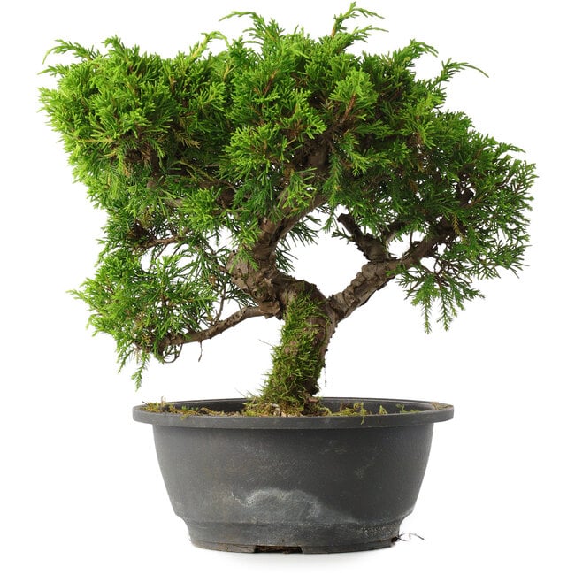 Juniperus chinensis Itoigawa, 25,5 cm, ± 15 anni