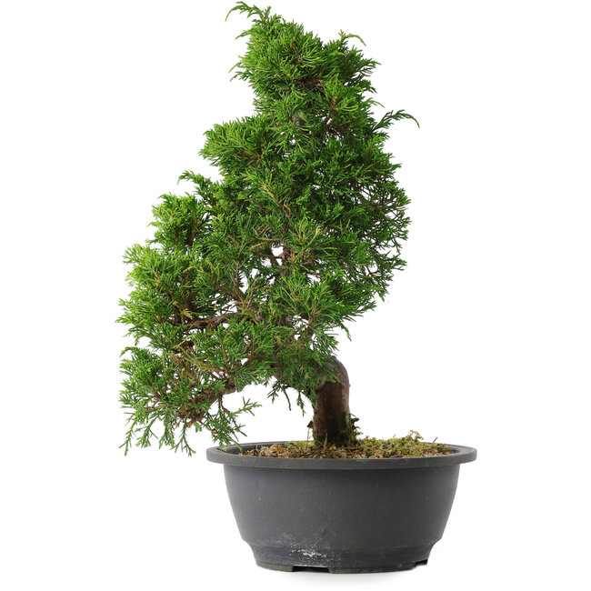 Juniperus chinensis Itoigawa, 31,5 cm, ± 15 jaar oud
