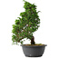 Juniperus chinensis Itoigawa, 31,5 cm, ± 15 jaar oud