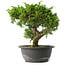 Juniperus chinensis Itoigawa, 25,5 cm, ± 15 anni