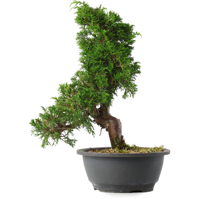 Juniperus chinensis Itoigawa, 31,5 cm, ± 15 years old