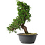 Juniperus chinensis Itoigawa, 31,5 cm, ± 15 jaar oud