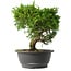 Juniperus chinensis Itoigawa, 25,5 cm, ± 15 anni