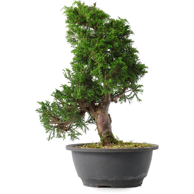 Juniperus chinensis Itoigawa, 31,5 cm, ± 15 jaar oud