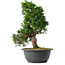 Juniperus chinensis Itoigawa, 31,5 cm, ± 15 jaar oud