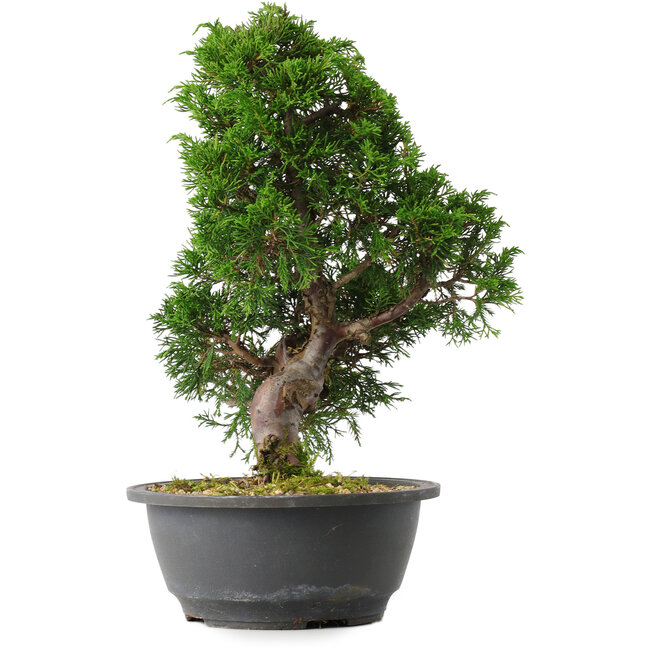 Juniperus chinensis Itoigawa, 31,5 cm, ± 15 years old