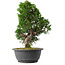 Juniperus chinensis Itoigawa, 31,5 cm, ± 15 jaar oud
