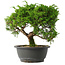 Juniperus chinensis Itoigawa, 25,5 cm, ± 15 anni