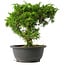 Juniperus chinensis Itoigawa, 25,5 cm, ± 15 anni