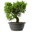 Juniperus chinensis Itoigawa, 25,5 cm, ± 15 anni