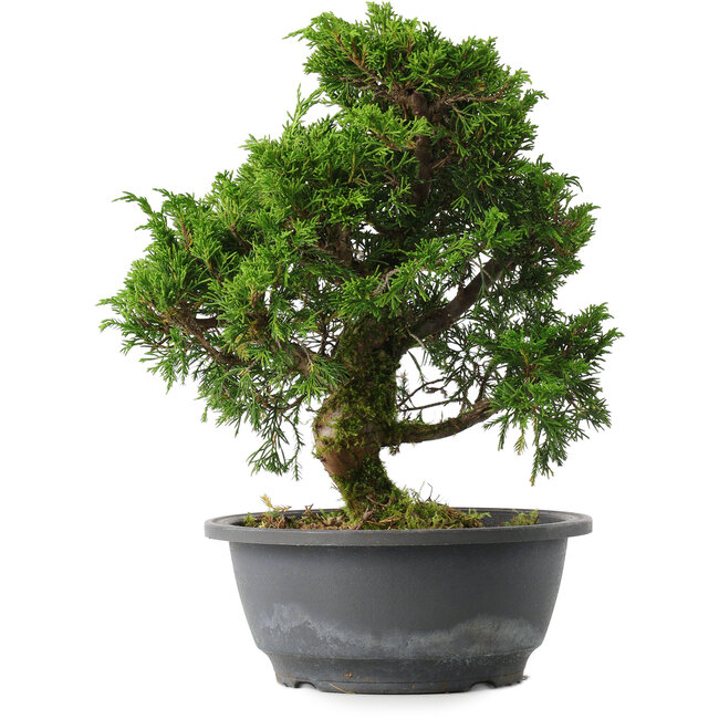 Juniperus chinensis Itoigawa, 27,5 cm, ± 15 jaar oud