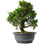 Juniperus chinensis Itoigawa, 27,5 cm, ± 15 jaar oud
