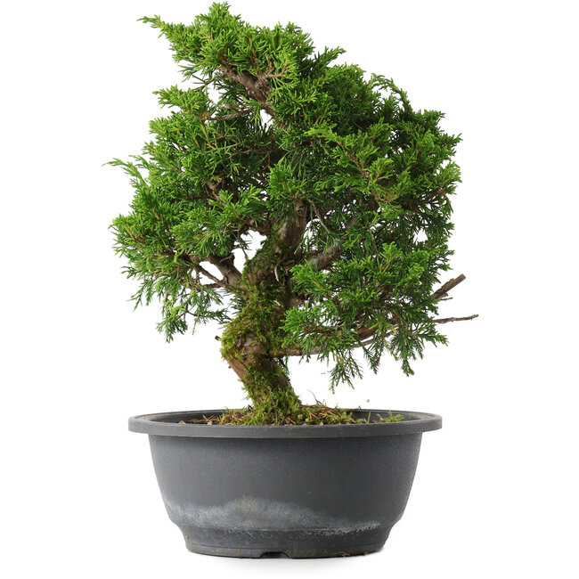 Juniperus chinensis Itoigawa, 27,5 cm, ± 15 years old