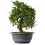 Juniperus chinensis Itoigawa, 27,5 cm, ± 15 anni