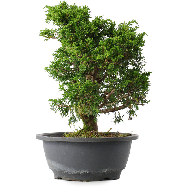 Juniperus chinensis Itoigawa, 27,5 cm, ± 15 years old