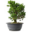Juniperus chinensis Itoigawa, 27,5 cm, ± 15 jaar oud