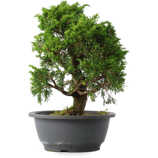 Juniperus chinensis Itoigawa, 27,5 cm, ± 15 años