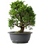 Juniperus chinensis Itoigawa, 27,5 cm, ± 15 jaar oud