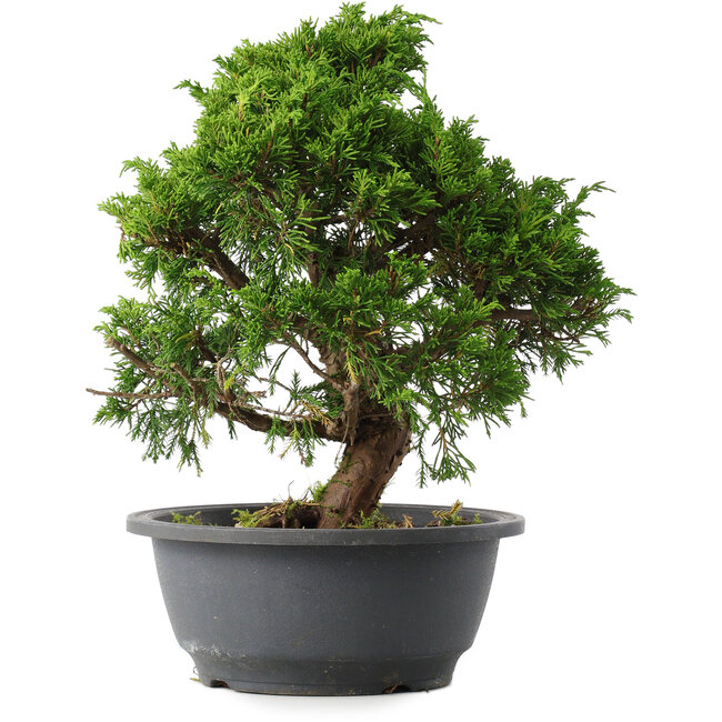 Juniperus chinensis Itoigawa, 27,5 cm, ± 15 años