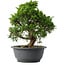 Juniperus chinensis Itoigawa, 27,5 cm, ± 15 anni