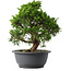 Juniperus chinensis Itoigawa, 27,5 cm, ± 15 years old