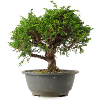Juniperus chinensis Itoigawa, 23 cm, ± 15 jaar oud