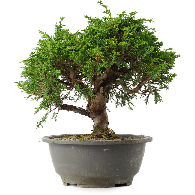 Juniperus chinensis Itoigawa, 23 cm, ± 15 jaar oud