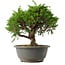 Juniperus chinensis Itoigawa, 23 cm, ± 15 anni