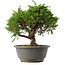 Juniperus chinensis Itoigawa, 23 cm, ± 15 jaar oud