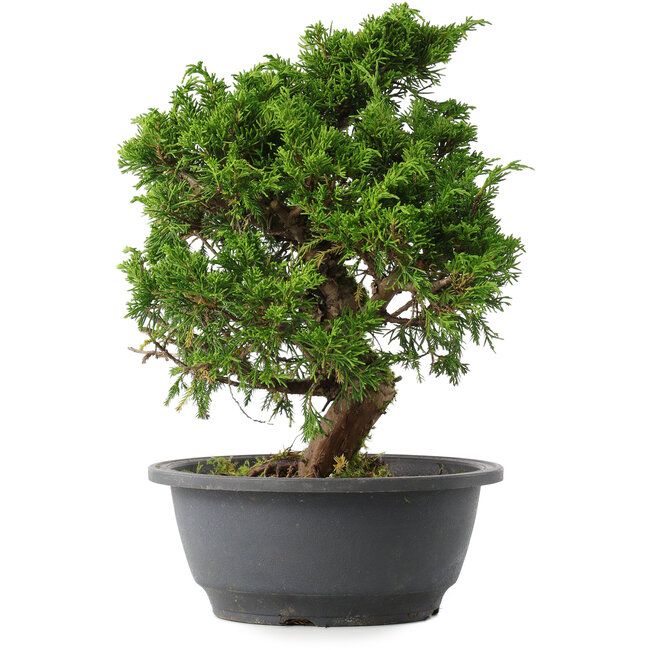 Juniperus chinensis Itoigawa, 27,5 cm, ± 15 ans