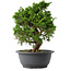 Juniperus chinensis Itoigawa, 27,5 cm, ± 15 jaar oud