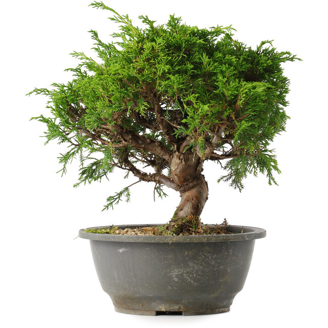 Juniperus chinensis Itoigawa, 23 cm, ± 15 years old