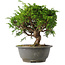Juniperus chinensis Itoigawa, 23 cm, ± 15 jaar oud