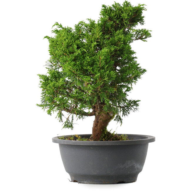 Juniperus chinensis Itoigawa, 27,5 cm, ± 15 ans
