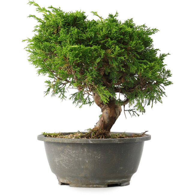 Juniperus chinensis Itoigawa, 23 cm, ± 15 anni
