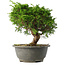 Juniperus chinensis Itoigawa, 23 cm, ± 15 jaar oud